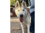 Adopt Penn a Gray/Silver/Salt & Pepper - with White Siberian Husky / Mixed dog
