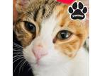 Adopt M-FC- Flower a White Domestic Shorthair / Domestic Shorthair / Mixed cat