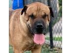 Adopt Balboa a Tan/Yellow/Fawn Mastiff dog in Vail, AZ (38946120)