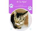 Adopt Nyla (Pounce Cat Cafe) a Brown or Chocolate Domestic Shorthair / Domestic