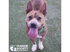 Adopt PANDA a Brindle - with White Pit Bull Terrier / Mixed dog in Tucson
