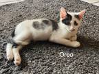 Adopt Oreo a White Domestic Shorthair (short coat) cat in Salt Lake City