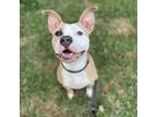 Adopt Reba a Tan/Yellow/Fawn American Staffordshire Terrier / Mixed dog in