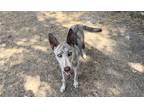 Adopt LUNA a Tan/Yellow/Fawn Akita / Mixed dog in Houston, TX (37516790)