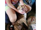 Adopt Joy a Brown/Chocolate Mixed Breed (Medium) / Mixed dog in Memphis