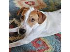 Adopt Salem a White - with Tan, Yellow or Fawn Mixed Breed (Medium) / Mixed dog