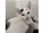 Adopt Ollie a White Domestic Shorthair / Mixed cat in Los Angeles, CA (38886048)