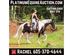 16.1H, Gaited Draftcross, Trail Horse Deluxe, Family Safe/Gentle!