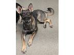 Adopt Baby a Tan/Yellow/Fawn German Shepherd Dog / Mixed dog in Los Lunas