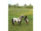 Mini Appaloosa Falabella Blend Yearling Colts & Foals for Sale 2024