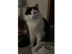Adopt Vale a Black & White or Tuxedo LaPerm / Mixed (medium coat) cat in Canton