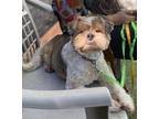 Adopt Yuki a Shih Tzu dog in San Diego, CA (38826885)