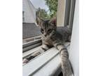 Adopt Pickles a Gray, Blue or Silver Tabby American Shorthair / Mixed (short