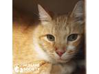 Adopt CANNOLI a Orange or Red Tabby Domestic Shorthair (short coat) cat in
