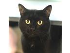 Adopt Moe a All Black Domestic Shorthair / Domestic Shorthair / Mixed cat in