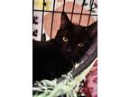 Adopt Lunch Box a All Black Domestic Shorthair / Domestic Shorthair / Mixed cat