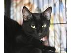 Adopt Ice Pack a All Black Domestic Shorthair / Domestic Shorthair / Mixed cat