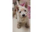Adopt Lil Bit - IN FOSTER a White Mixed Breed (Small) / Mixed dog in Hamilton