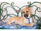 Adopt Cedar a Tan/Yellow/Fawn German Shepherd Dog / Mixed dog in Frazier Park
