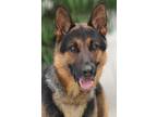 Adopt Bear von Bergheim a Black - with Tan, Yellow or Fawn German Shepherd Dog /