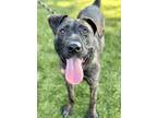 Adopt Francine a Brindle Plott Hound / American Pit Bull Terrier / Mixed dog in