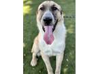 Adopt Dunkin a Tan/Yellow/Fawn Anatolian Shepherd / Mixed dog in Red Bluff