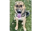 Adopt Bianca a Black German Shepherd Dog / Mixed dog in Red Bluff, CA (38993158)