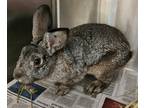 Adopt Niles a Other/Unknown / Mixed rabbit in Lexington, KY (39003906)