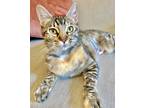 Adopt Sundae a Brown Tabby Domestic Shorthair (short coat) cat in San Luis