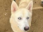Adopt Nino a White Mixed Breed (Medium) / Mixed dog in Georgetown, TX (39020562)