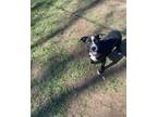 Adopt Tia a Black Mixed Breed (Medium) / Mixed dog in Houston, TX (39019296)