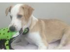 Adopt Layla a White Mixed Breed (Large) / Mixed dog in Houston, TX (38994577)