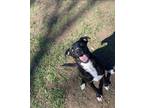 Adopt Tamera a Black Mixed Breed (Medium) / Mixed dog in Houston, TX (39028854)