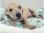 Adopt Roger a Tan/Yellow/Fawn Mixed Breed (Medium) / Mixed dog in Houston
