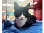 Adopt Kay a All Black Domestic Shorthair / Domestic Shorthair / Mixed cat in
