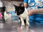 Adopt Ukulele a All Black Domestic Shorthair / Domestic Shorthair / Mixed cat in