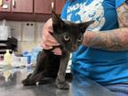 Adopt Harmonica a All Black Domestic Shorthair / Domestic Shorthair / Mixed cat