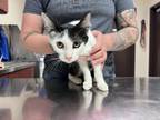 Adopt Guitar a All Black Domestic Shorthair / Domestic Shorthair / Mixed cat in