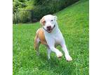 Adopt Pumpkin Cream a White Mixed Breed (Large) / Mixed dog in Boone
