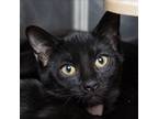 Adopt Klytas a All Black Domestic Shorthair / Mixed cat in Evansville