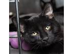 Adopt Vultan a All Black Domestic Shorthair / Mixed cat in Evansville