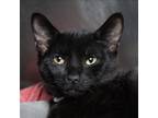 Adopt Flash a All Black Domestic Shorthair / Mixed cat in Evansville