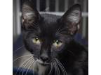 Adopt Shadow a All Black Domestic Shorthair / Mixed cat in Evansville