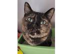 Adopt Nina a Tortoiseshell Domestic Shorthair (short coat) cat in Yorkville