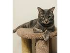 Adopt Chase a Gray or Blue Domestic Shorthair / Domestic Shorthair / Mixed cat