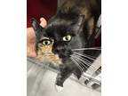 Adopt Gato a Brown or Chocolate Domestic Shorthair / Domestic Shorthair / Mixed