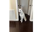 Adopt Kila a White Husky / German Shepherd Dog / Mixed dog in Anaheim