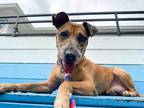 Adopt Princess Pearl a Merle Catahoula Leopard Dog / Black Mouth Cur dog in