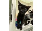 Adopt Linus a All Black Domestic Shorthair / Domestic Shorthair / Mixed cat in