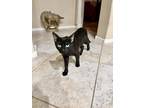 Adopt Beauty a All Black Domestic Shorthair (short coat) cat in Queen Creek